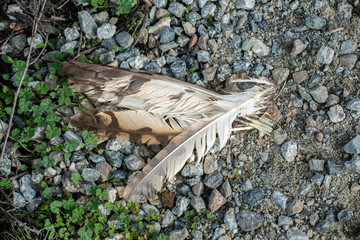 USA, California, Kern County, Kern National Wildlife Refuge. A row of bird feathers still attached to skin in this morbid grouping.