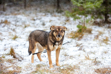 Cute little dog in the winter forest