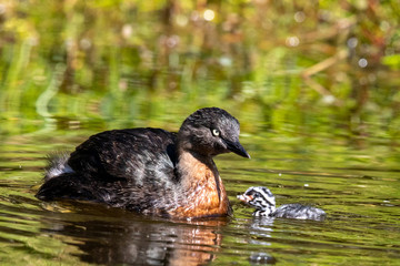 Dabchick New Zealand Grebe