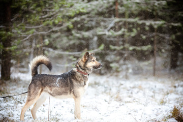 Beautiful dog posing in forest during a snowfall. Winter dog concept  with copyspace