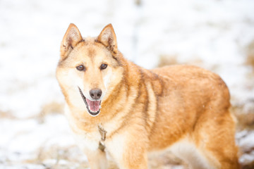 Ginger dog, winter portrait. Blured bright portrait of a hunting dog in the forest