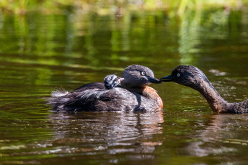 Dabchick New Zealand Grebe
