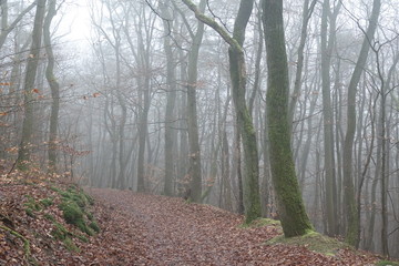 Obraz premium Waldweg mit Nebel