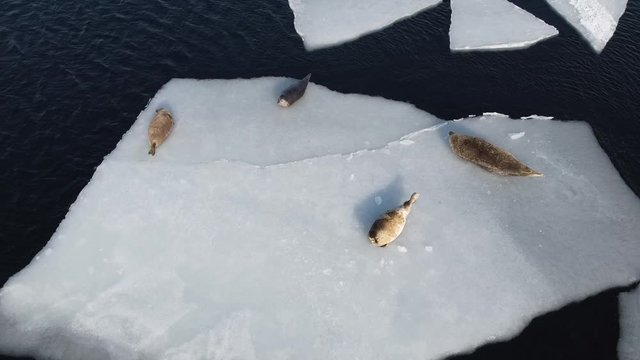 Aerial footage of seals (spotted seal, largha seal, Phoca largha) laying on white ice floe in blue sea water in sunny winter day closeup. Aerial drone footage of cute sea mammals. Wild spotted seals i