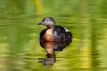Fototapeta premium Dabchick New Zealand Grebe