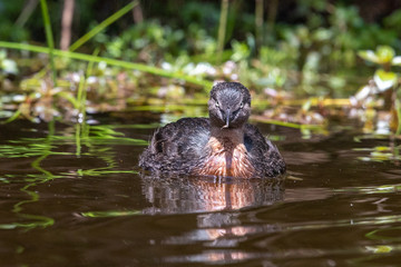 Dabchick New Zealand Grebe