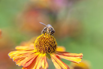 Honey bee covered with yellow pollen drink nectar, pollinating orange flower. Inspirational natural floral spring or summer blooming garden or park background. Life of insects. Macro close up.
