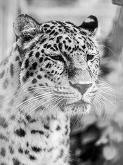 portrait of a leopard