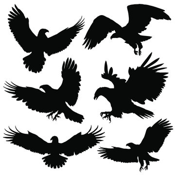 Eagle / Hawk silhouettes. Vector illustration