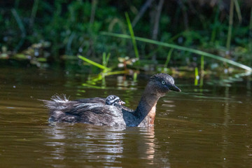 Dabchick New Zealand Grebe