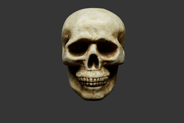 Fake Real Looking Human Skull