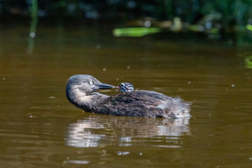 Dabchick New Zealand Grebe