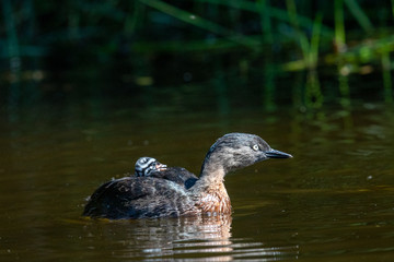 Dabchick New Zealand Grebe