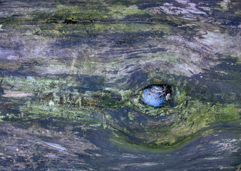 old wooden texture with pieces of ice