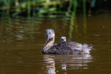 Dabchick New Zealand Grebe