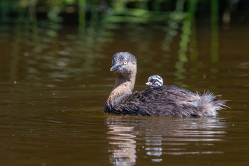 Dabchick New Zealand Grebe