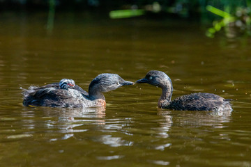 Dabchick New Zealand Grebe