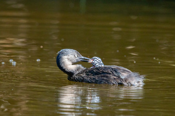 Dabchick New Zealand Grebe
