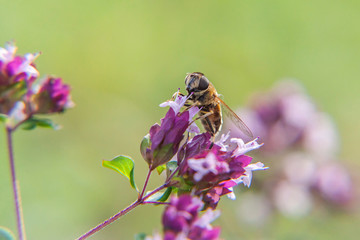 Honey bee covered with yellow pollen drink nectar, pollinating pink flower. Inspirational natural floral spring or summer blooming garden or park background. Life of insects. Macro close up.