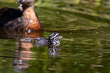 Dabchick New Zealand Grebe