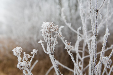 flower branch covered with ice and snow in a forest
