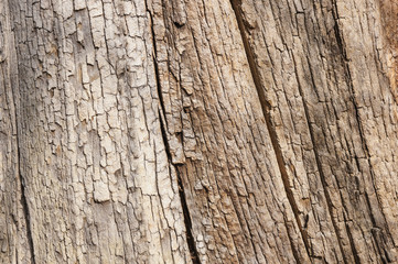 Obraz premium old tree bark texture background
