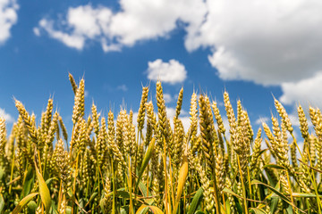 field of wheat