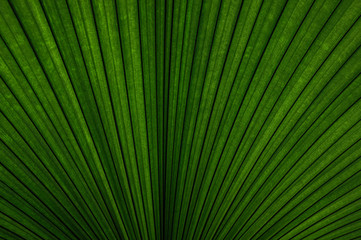 Obraz premium Back lighted palm leaf, close up texture