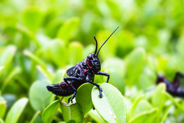 black and red cricket (Gryllus assimilis), pest. Good luck sign, cricket in close up. Garden plague, plague.