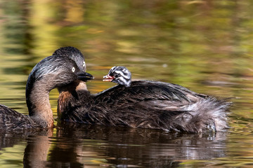 Dabchick New Zealand Grebe