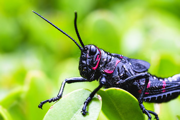 black and red cricket (Gryllus assimilis), pest. Good luck sign, cricket in close up. Garden plague, plague.