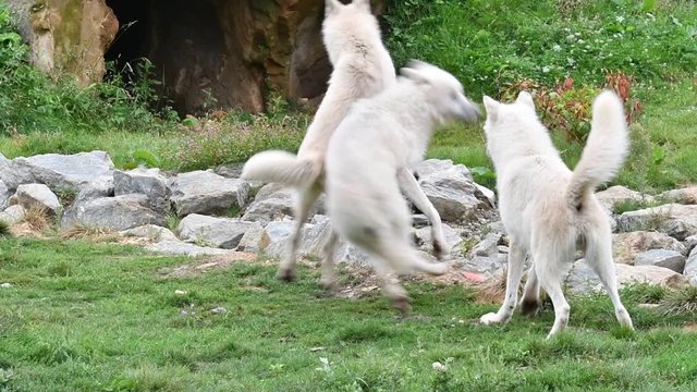 Three Canadian Arctic wolves / white wolves (Canis lupus arctos), native to Canada, playfighting in wolf pack
