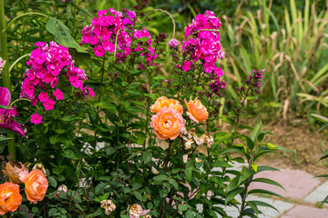 Garden Phlox (Phlox paniculata), flowers of summer