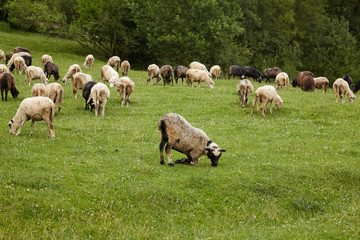Herd of sheep in the mountains - The Tatra Mountains, Slovakia