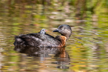 Dabchick New Zealand Grebe