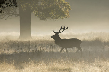 Red Deer (Cervus Elaphus) stag on a foggy morning