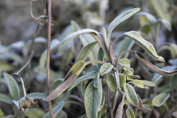 Frischer Salbei mitten im Winter mit Raureif auf den grünen Blättern