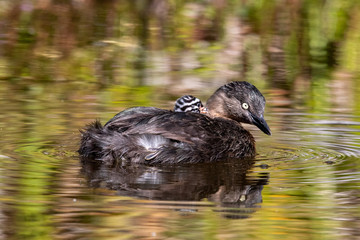 Dabchick New Zealand Grebe