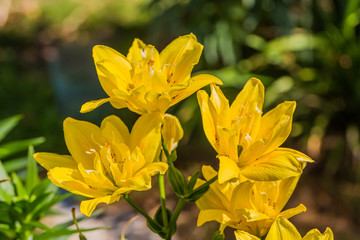 yellow Asian Lily  flowers in the garden