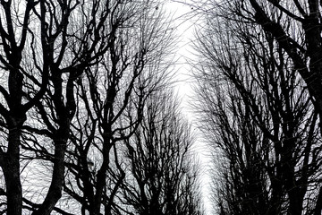 Silhouettes of trees without leaves against a cloudy sky