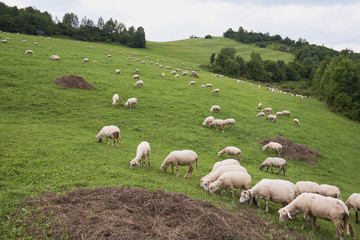 Fototapeta premium Herd of sheep in the mountains - The Tatra Mountains, Slovakia