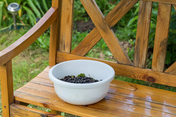 a white plastic bowl with blackcurrant berries stands on a wooden bench