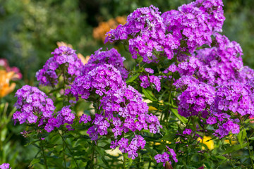 Garden Phlox (Phlox paniculata), flowers of summer