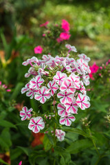 Phlox paniculata Twister flowers in the garden