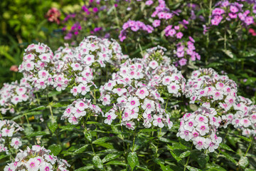 Phlox paniculata Europa in garden. Powdery mildew on phlox leaves