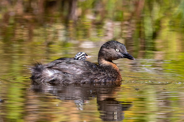 Dabchick New Zealand Grebe