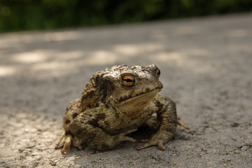 Toad crossing the road dangerously slow