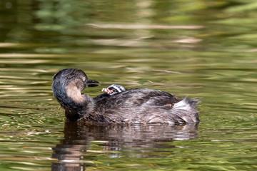 Dabchick New Zealand Grebe