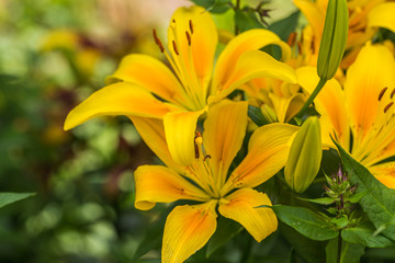 Lilium Yellow County orange Asian hybrid