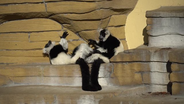 two black and white vari monkey playing on a rock. Lemurs vari have fun actively relax in sunny weather. Black and white. Wari, varecia